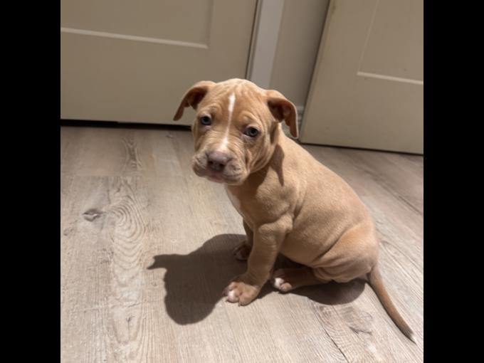XL B. U. L. L. Y Puppies – Ready for Their Forever Homes! 🐶🏡