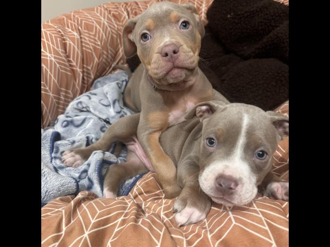 XL B. U. L. L. Y Puppies – Ready for Their Forever Homes! 🐶🏡