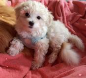 toy poodle