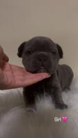 French Bulldog