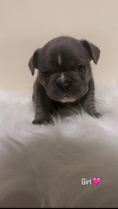 French Bulldog