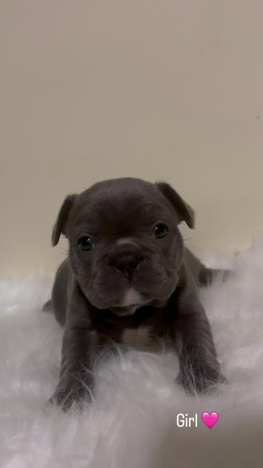 French Bulldog