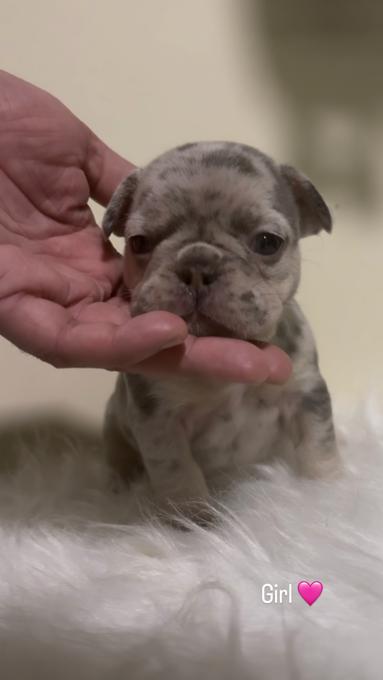 French Bulldog