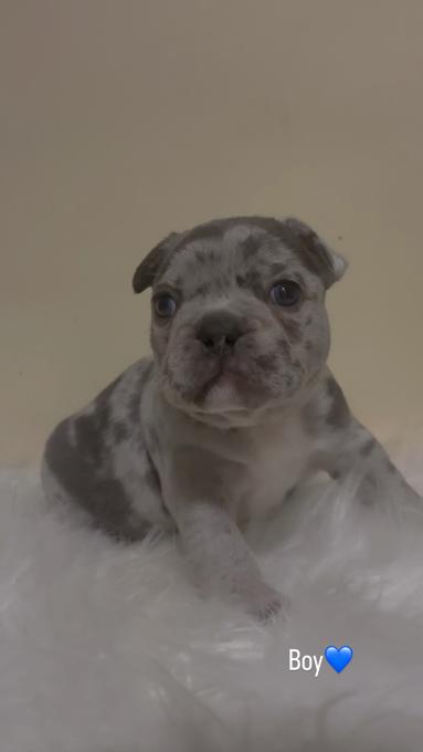 French Bulldog