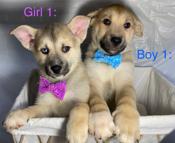 Husky Mix