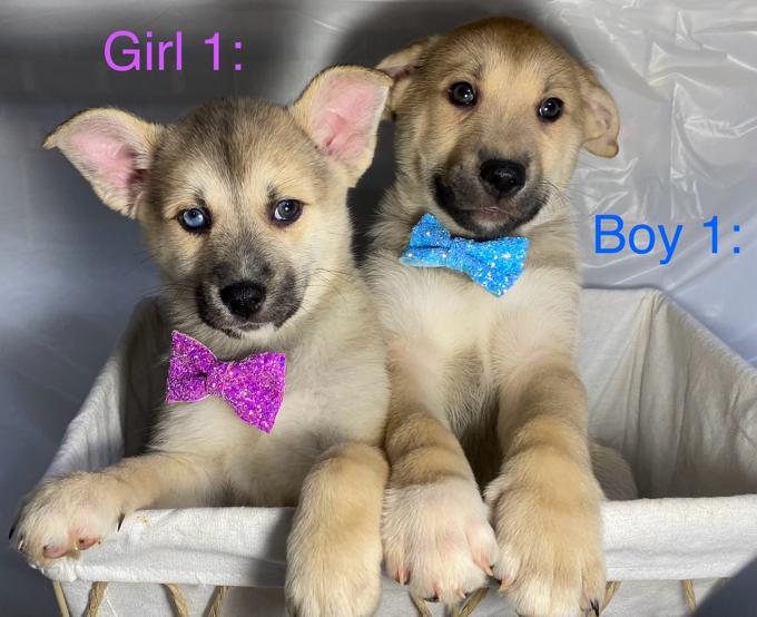 Husky Mix
