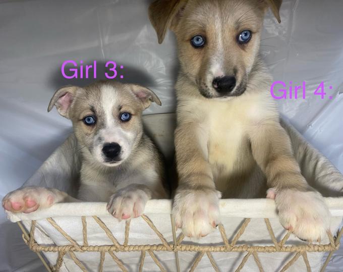 Husky Mix
