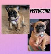 French Bulldog