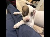 Red nose pitll