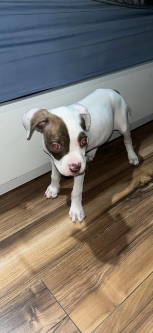 Red nose pitll