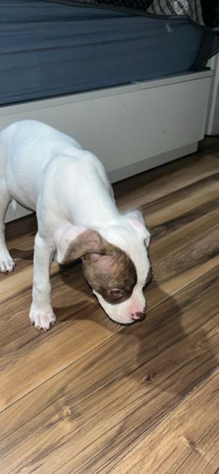Red nose pitll
