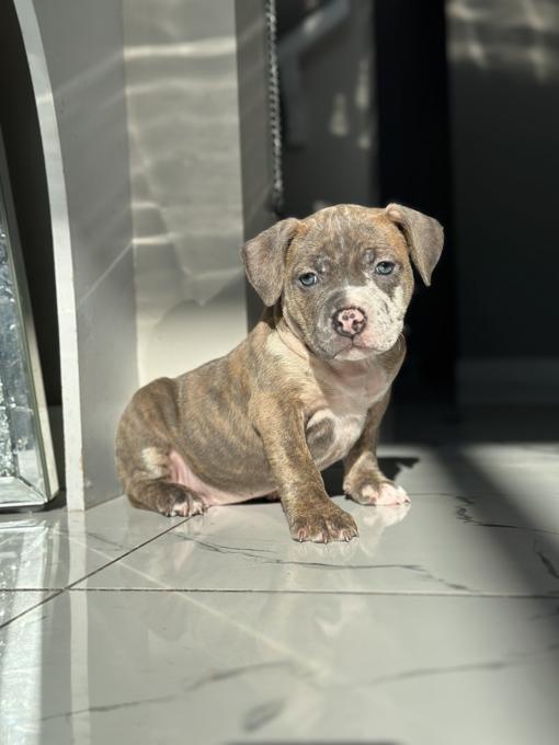 American Bully