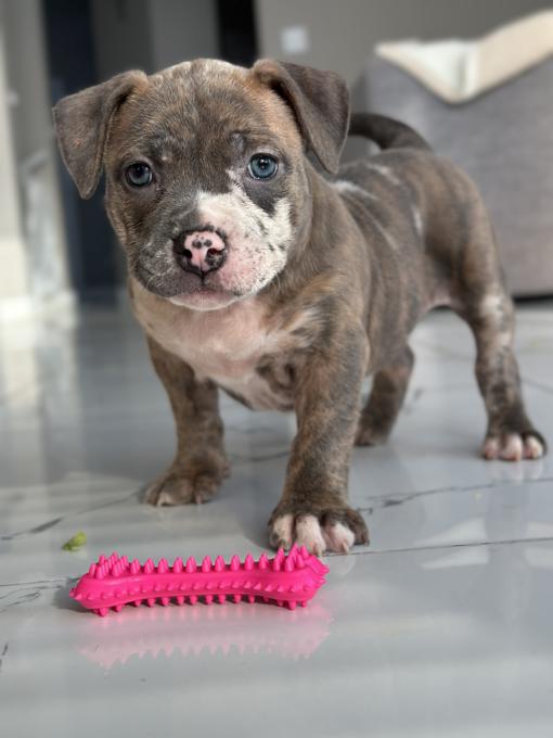 American Bully