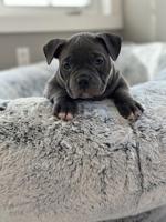 American Bully