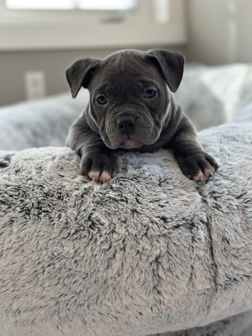 American Bully