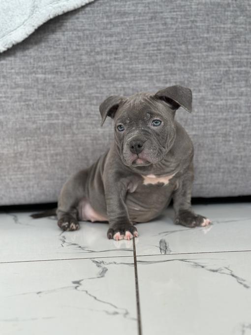 American Bully