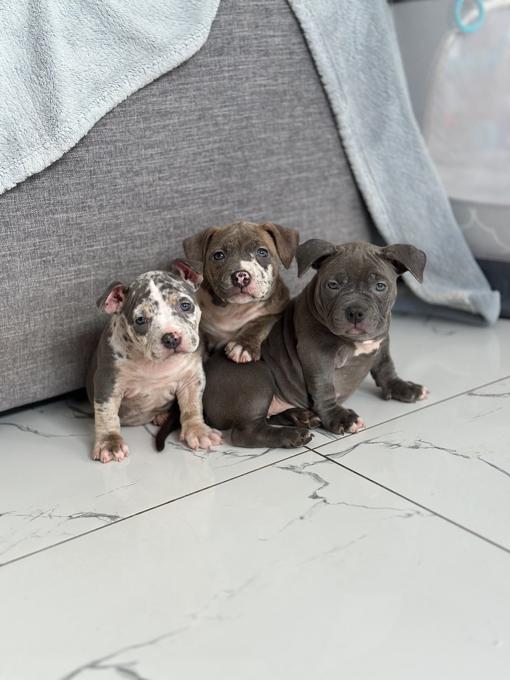 American Bully