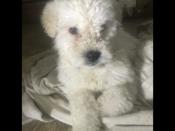 KOMONDOR