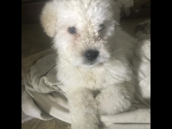 KOMONDOR