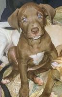 Cane Corso /APT