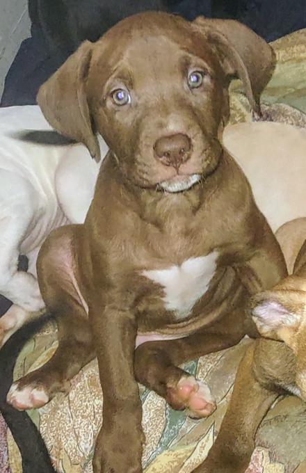 Cane Corso /APT
