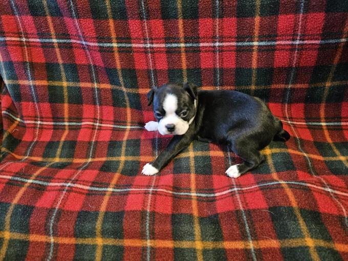 Frenchton