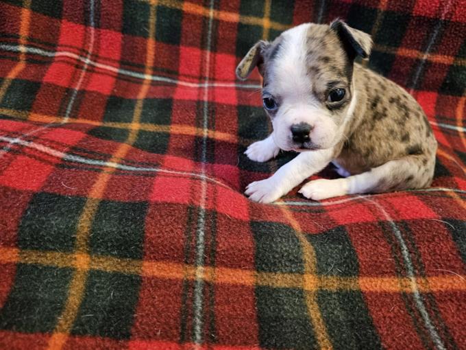Frenchton