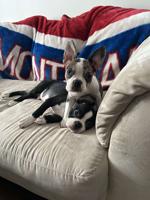 Frenchton