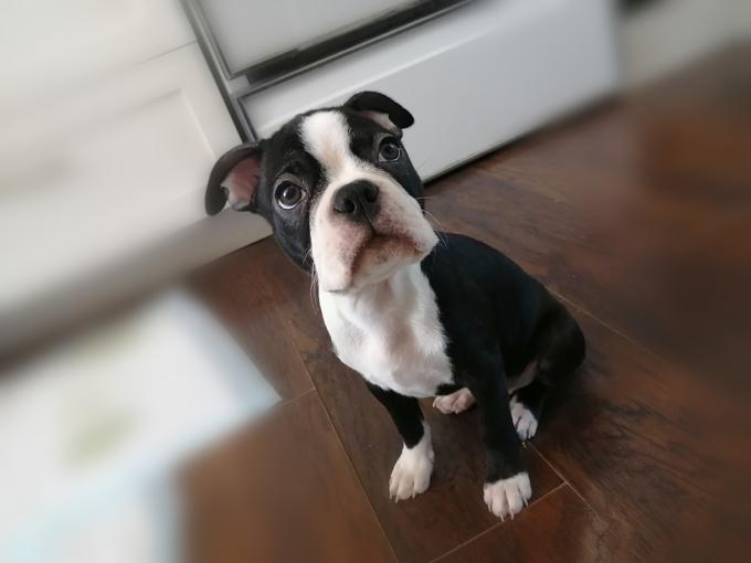 Frenchton