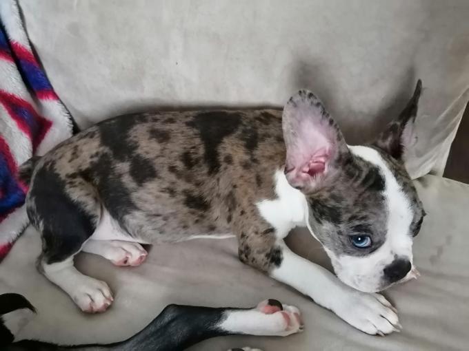 Frenchton