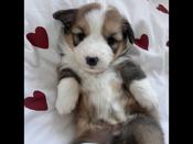 Pembroke Welsh Corgi