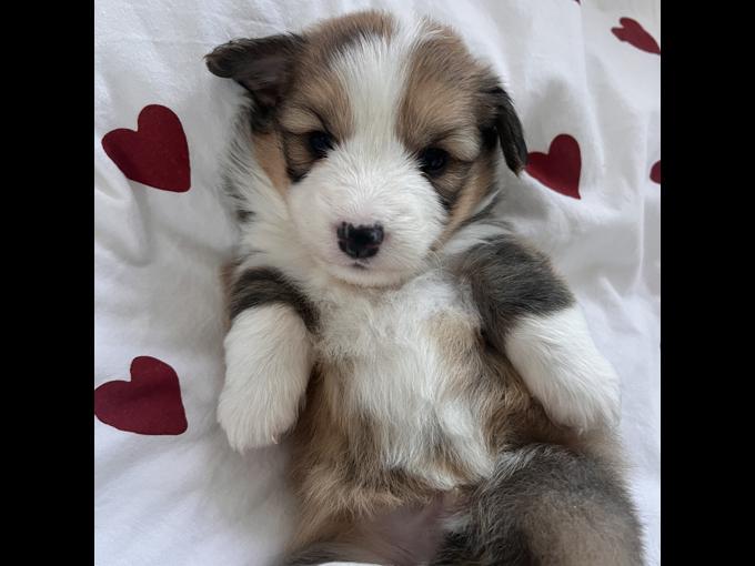 Pembroke Welsh Corgi