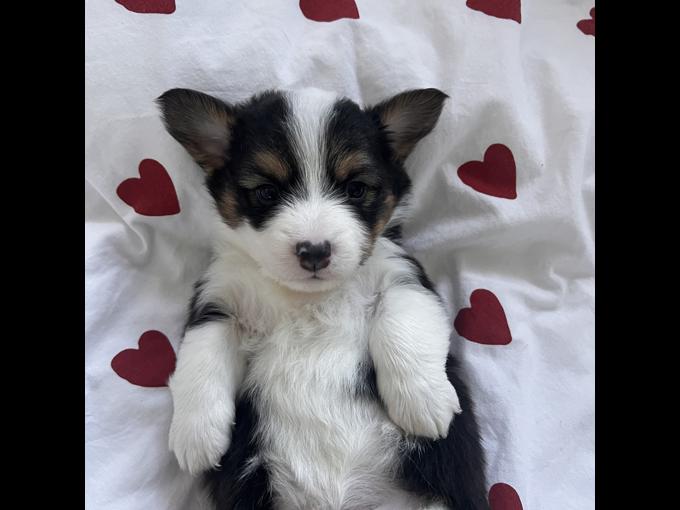 Pembroke Welsh Corgi