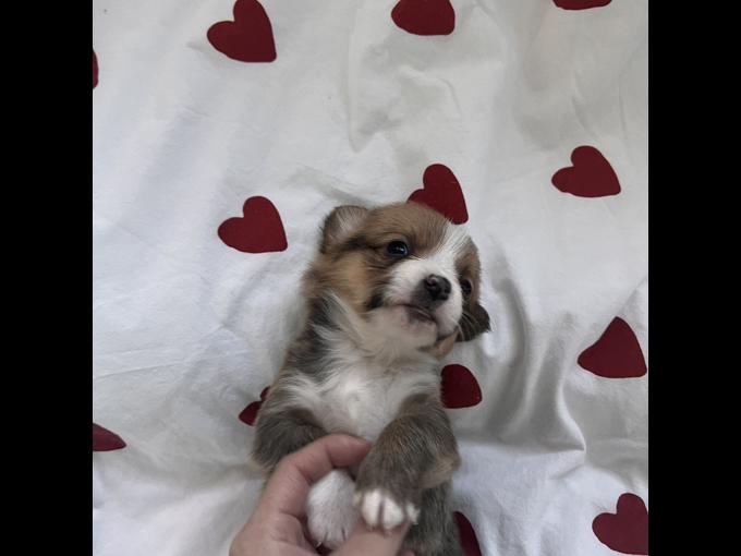 Pembroke Welsh Corgi