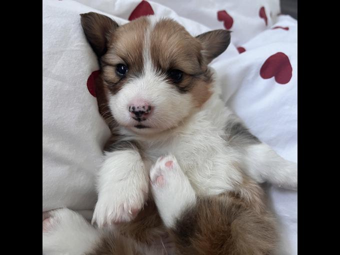Pembroke Welsh Corgi