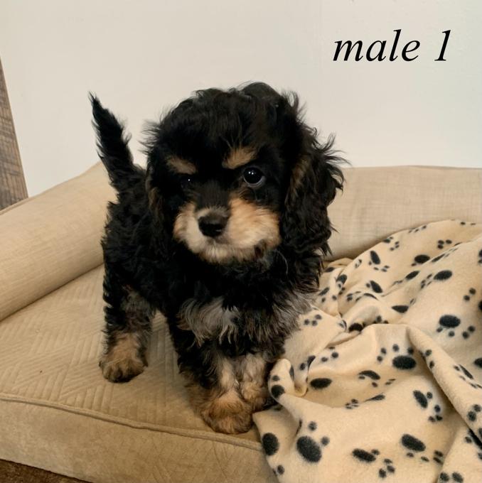 Toy Cavapoo