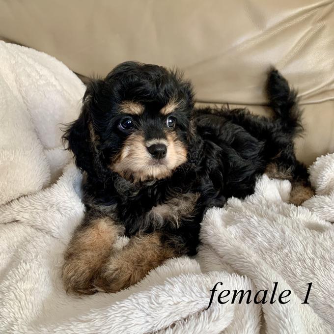 Toy Cavapoo