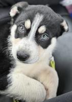 Border collie