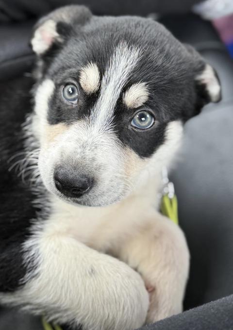 Border collie