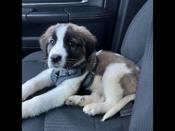 Great Pyrenees & St Bernard