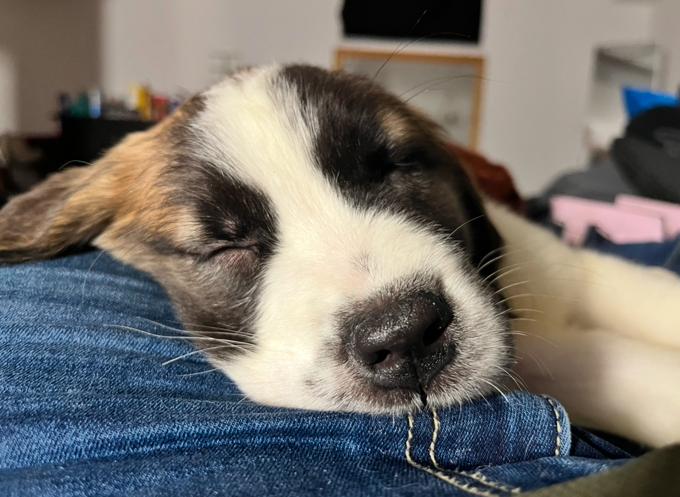 Great Pyrenees & St Bernard