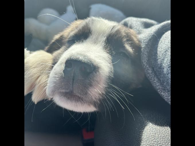 Great Pyrenees & St Bernard