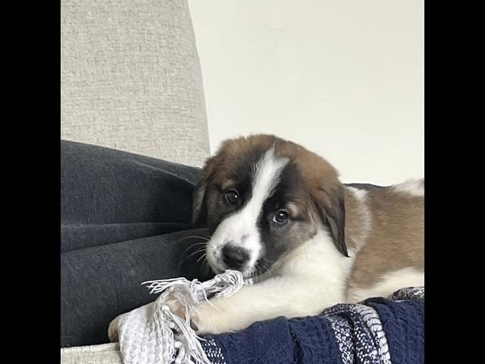 Great Pyrenees & St Bernard