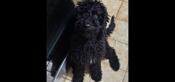 Mini poodle