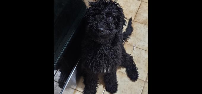 Mini poodle