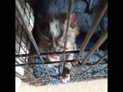 Chiniese crested hairless