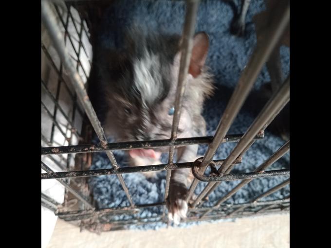 Chiniese crested hairless