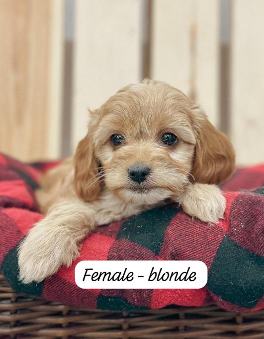 Cockapoo
