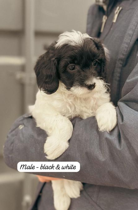 Cockapoo