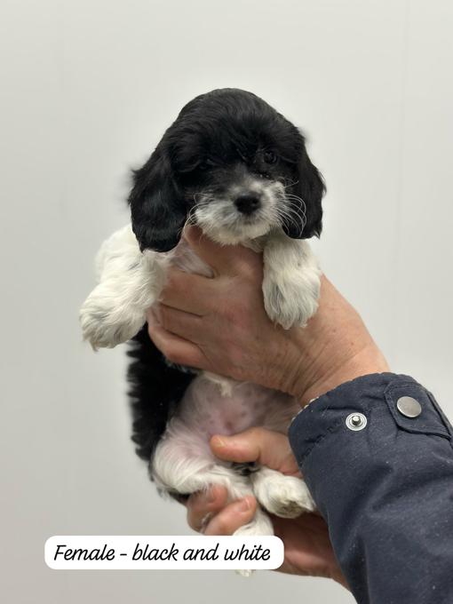 Cockapoo
